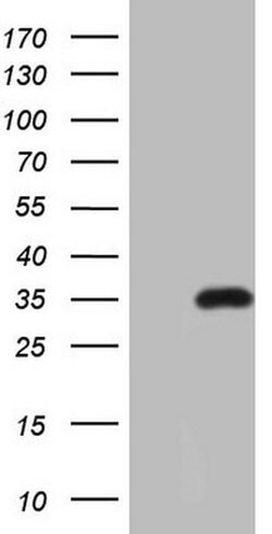 PSMG2 Monoclonal Antibody (OTI1A1), TrueMAB , OriGene:Antibodies:Primary