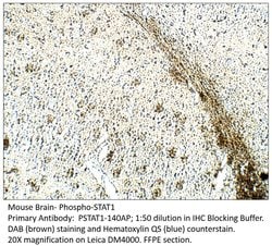 Phospho-STAT1 (Ser727) Rabbit anti-Human, Mouse, Rat, Polyclonal, FabGennix