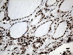PTBP3 Mouse anti-Human, Clone: OTI5G7, TrueMAB , Origene 30 &mu;L; Unconjugated:Antibodies,