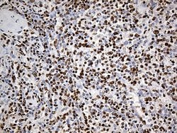 PTBP3 Monoclonal Antibody (OTI5C9), TrueMAB , OriGene 100 &mu;L; Unconjugated:Antibodies,
