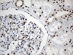 PTBP3 Monoclonal Antibody (OTI5C9), TrueMAB , OriGene 100 &mu;L; Unconjugated:Antibodies,