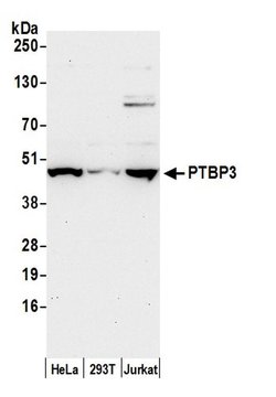 PTBP3/ROD1 Rabbit anti-Human, Polyclonal, Bethyl Laboratories 100 &mu;L;
