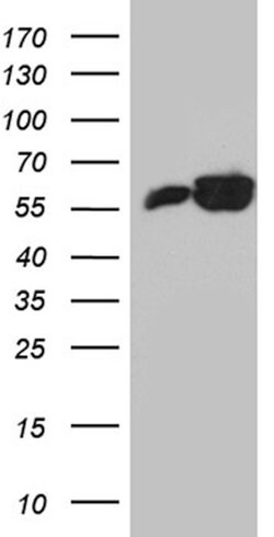 PTBP3 Mouse anti-Human, Clone: OTI5G7, TrueMAB , Origene 30 &mu;L; Unconjugated:Antibodies,