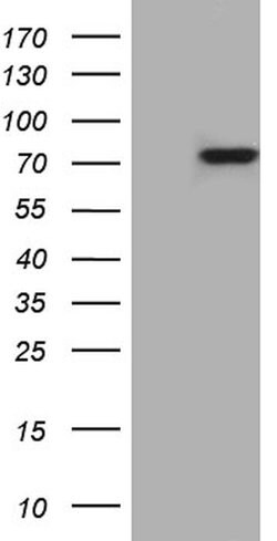 PTCD3 Monoclonal Antibody (OTI1A8), TrueMAB , OriGene 30 &mu;L; Unconjugated:Antibodies,