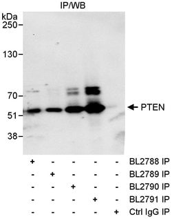 PTEN Rabbit anti-Human, Polyclonal, Bethyl Laboratories 100 &mu;L; Unconjugated:Antibodies,