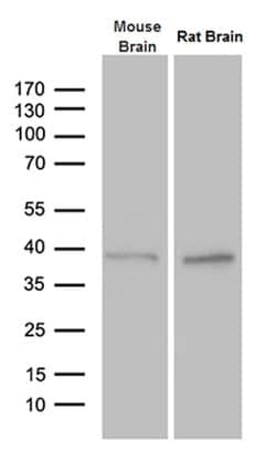 PTF1A Mouse anti-Human, Mouse, Rat, Clone: OTI1H6, lyophilized, TrueMAB