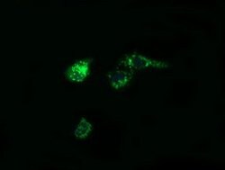 PTGES2 Mouse anti-Human, Clone: OTI2C3, lyophilized, TrueMAB 100 &mu;g;