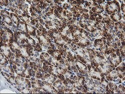 PTGES2 Mouse anti-Human, Clone: OTI2C3, lyophilized, TrueMAB 100 &mu;g;