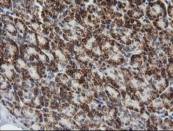 PTGES2 Monoclonal Antibody (OTI2C3), TrueMAB , OriGene 100 &mu;L; Unconjugated:Antibodies,