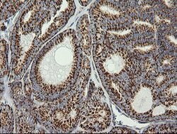 PTGES2 Mouse anti-Human, Clone: OTI2C3, lyophilized, TrueMAB 100 &mu;g;