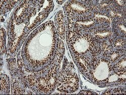 PTGES2 Monoclonal Antibody (OTI2C3), TrueMAB , OriGene 100 &mu;L; Unconjugated:Antibodies,