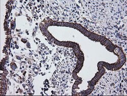 PTGES2 Mouse anti-Human, Clone: OTI2C3, lyophilized, TrueMAB 100 &mu;g;