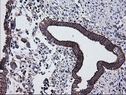 PTGES2 Monoclonal Antibody (OTI2C3), TrueMAB , OriGene 100 &mu;L; Unconjugated:Antibodies,