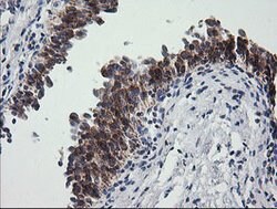 PTGES2 Mouse anti-Human, Clone: OTI2C3, lyophilized, TrueMAB 100 &mu;g;
