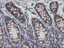 PTGES2 Mouse anti-Human, Clone: OTI2C3, lyophilized, TrueMAB 100 &mu;g;