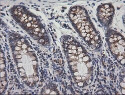 PTGES2 Monoclonal Antibody (OTI2C3), TrueMAB , OriGene 100 &mu;L; Unconjugated:Antibodies,