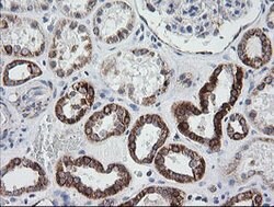 PTGES2 Mouse anti-Human, Clone: OTI2C3, lyophilized, TrueMAB 100 &mu;g;