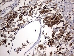 PTGES3 Mouse anti-Human, Clone: OTI2D2, lyophilized, TrueMAB 100 &mu;g;