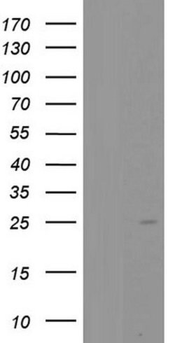 PTGES3 Monoclonal Antibody (OTI2F2), TrueMAB , OriGene:Antibodies:Primary