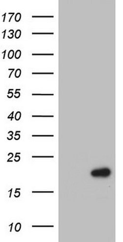 PTGES3 Monoclonal Antibody (OTI2D2), TrueMAB , OriGene 100 &mu;L; Unconjugated:Antibodies,