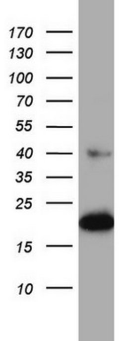 PTGES3 Mouse anti-Human, Clone: OTI2D2, lyophilized, TrueMAB 100 &mu;g;
