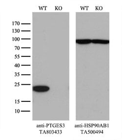 PTGES3 Mouse anti-Human, Clone: OTI2D2, lyophilized, TrueMAB 100 &mu;g;