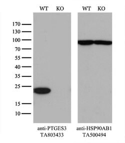 PTGES3 Monoclonal Antibody (OTI2D2), TrueMAB , OriGene 100 &mu;L; Unconjugated:Antibodies,