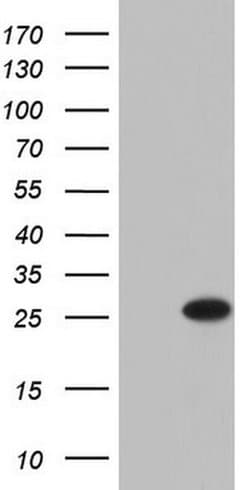 PTGES3 Monoclonal Antibody (OTI1D9), TrueMAB , OriGene 100 &mu;L; Unconjugated:Antibodies,