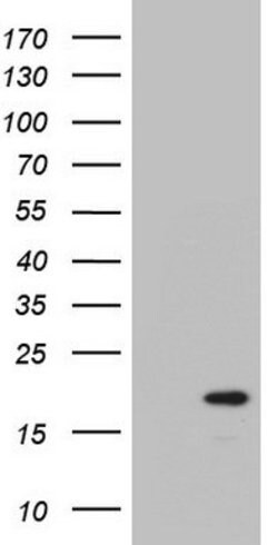 PTGES3 Mouse anti-Human, Clone: OTI4B3, lyophilized, TrueMAB 100 &mu;g;