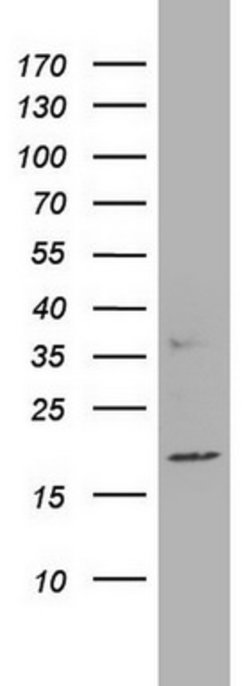 PTGES3 Mouse anti-Human, Clone: OTI3A9, lyophilized, TrueMAB 100 &mu;g;