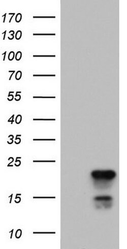 PTGES3 Monoclonal Antibody (OTI1H5), TrueMAB , OriGene 30 &mu;L; Unconjugated:Antibodies,