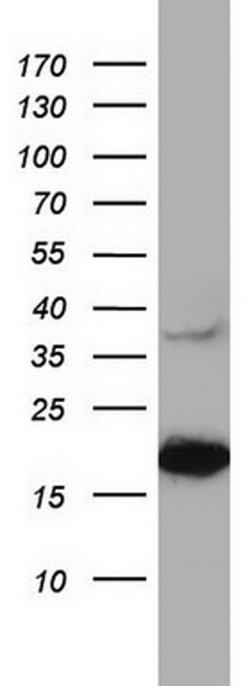 PTGES3 Monoclonal Antibody (OTI1H5), TrueMAB , OriGene 30 &mu;L; Unconjugated:Antibodies,