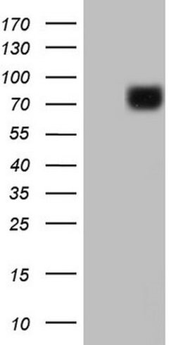 PTGS2 Mouse anti-Human, Clone: OTI10H5, lyophilized, TrueMAB 100 &mu;g;