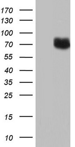 PTGS2 Monoclonal Antibody (OTI6D10), TrueMAB , OriGene:Antibodies:Primary