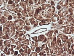 PTK2 Mouse anti-Human, Clone: OTI4A8, lyophilized, TrueMAB 100 &mu;g; Unconjugated:Antibodies,