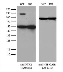 PTK2 Mouse anti-Human, Clone: OTI4A8, lyophilized, TrueMAB 100 &mu;g; Unconjugated:Antibodies,