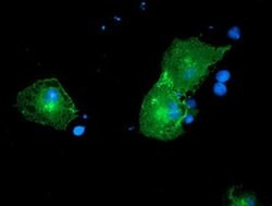 PTK7 Mouse anti-Human, Clone: OTI2H4, liquid, TrueMAB 100 &mu;L; Unconjugated:Antibodies,