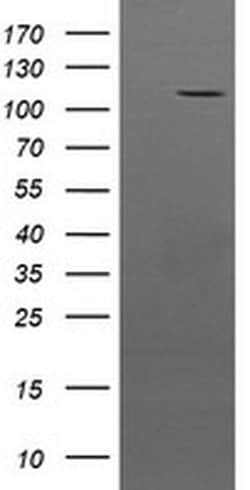 PTK7 Mouse anti-Human, Clone: OTI2H4, liquid, TrueMAB 100 &mu;L; Unconjugated:Antibodies,