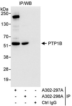 PTP1B Rabbit anti-Human, Polyclonal, Bethyl Laboratories 100 &mu;L; Unconjugated:Antibodies,