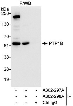 PTP1B Rabbit anti-Human, Polyclonal, Bethyl Laboratories 100 &mu;L; Unconjugated:Antibodies,