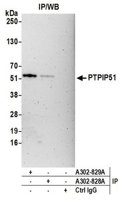 PTPIP51 Rabbit anti-Human, Polyclonal, Bethyl Laboratories 100 &mu;L; Unconjugated:Antibodies,