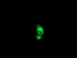 PTPN1 Mouse anti-Human, Clone: OTI1A2, lyophilized, TrueMAB 100 &mu;g;