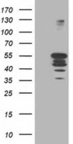 PTPN1 Mouse anti-Human, Clone: OTI1A2, lyophilized, TrueMAB 100 &mu;g;