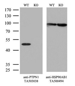 PTPN1 Mouse anti-Human, Clone: OTI1A2, lyophilized, TrueMAB 100 &mu;g;