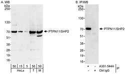 PTPN11/Shp2 Rabbit anti-Human, Mouse, Polyclonal, Bethyl Laboratories 100