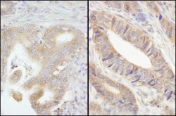 PTPN12 Rabbit anti-Human, Mouse, Polyclonal, Bethyl Laboratories 100 &mu;L;