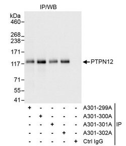 PTPN12 Rabbit anti-Human, Polyclonal, Bethyl Laboratories 100 &mu;L; Unconjugated:Antibodies,