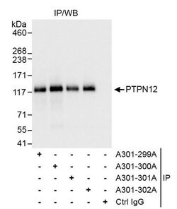 PTPN12 Rabbit anti-Human, Polyclonal, Bethyl Laboratories 100 &mu;L; Unconjugated:Antibodies,