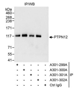 PTPN12 Rabbit anti-Human, Polyclonal, Bethyl Laboratories 100 &mu;L; Unconjugated:Antibodies,