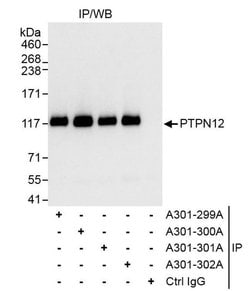 PTPN12 Rabbit anti-Human, Mouse, Polyclonal, Bethyl Laboratories 100 &mu;L;